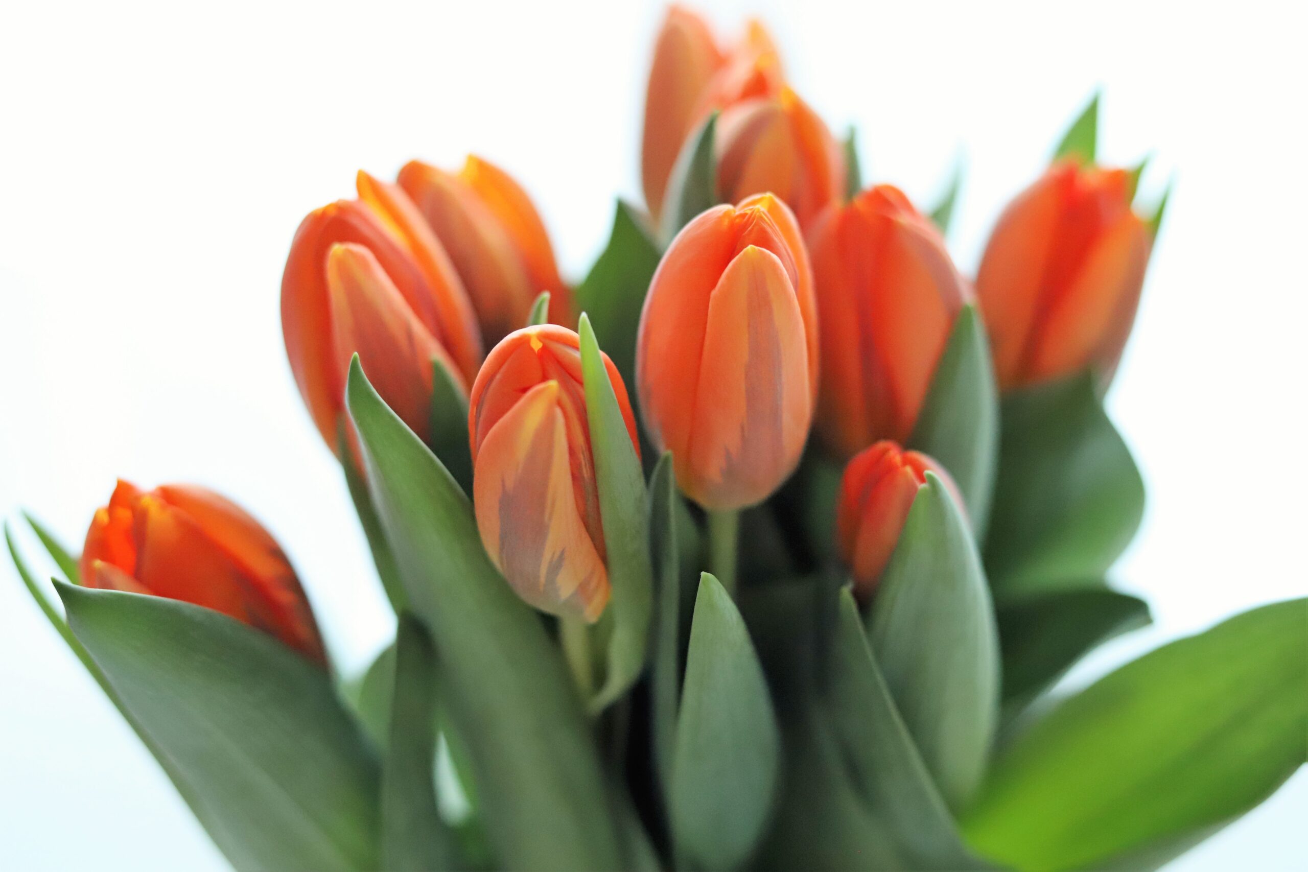 Anastasia doily — my new crochet pattern